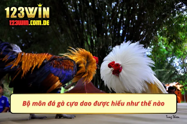 Nắm rõ thông tin để chơi đá gà thuận tiện hơn