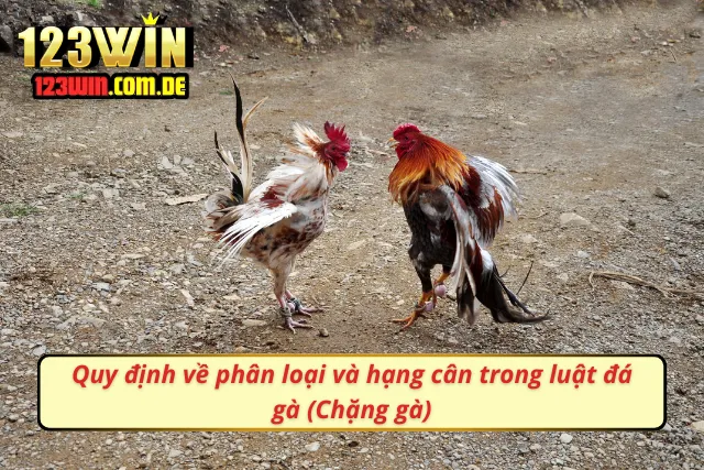Thống kê từ các bồ gà cho thấy việc phân loại kê chiến là quan trọng
